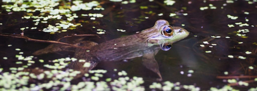 A frog partially submerged in water at Deer Lake Park