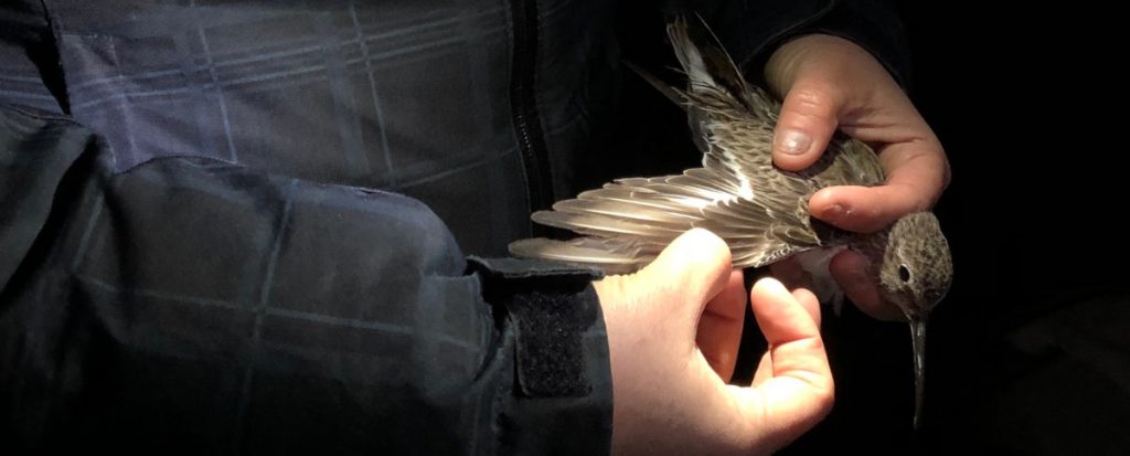 A Western Sandpiper in the hand