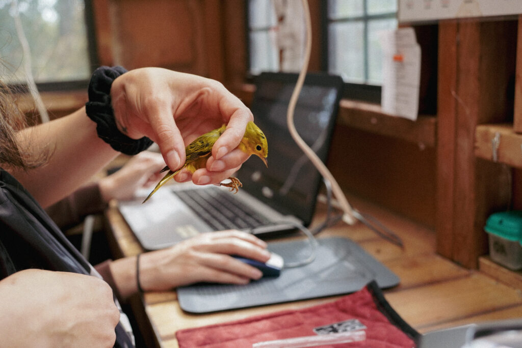 Warbler banding in the IIBO banding station, with laptop in the background.