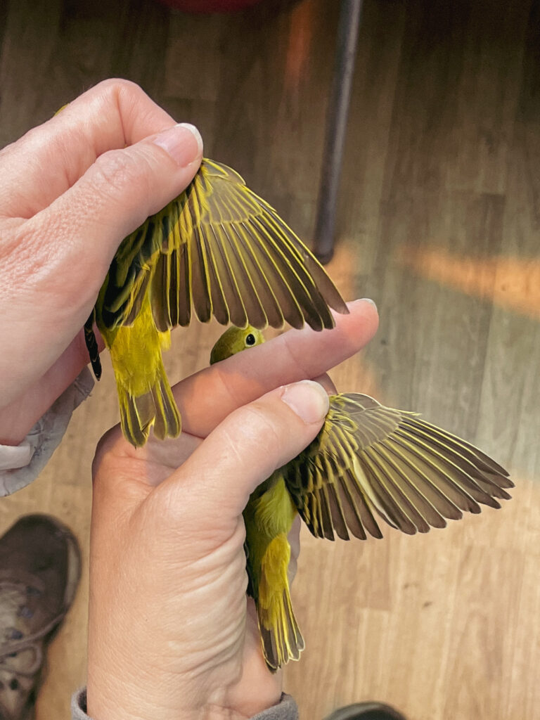 Two Yellow Warblers held with their right wings outstretched.