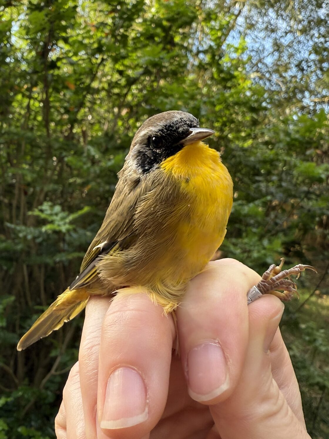 Male Common Yellowthroat in the hand.