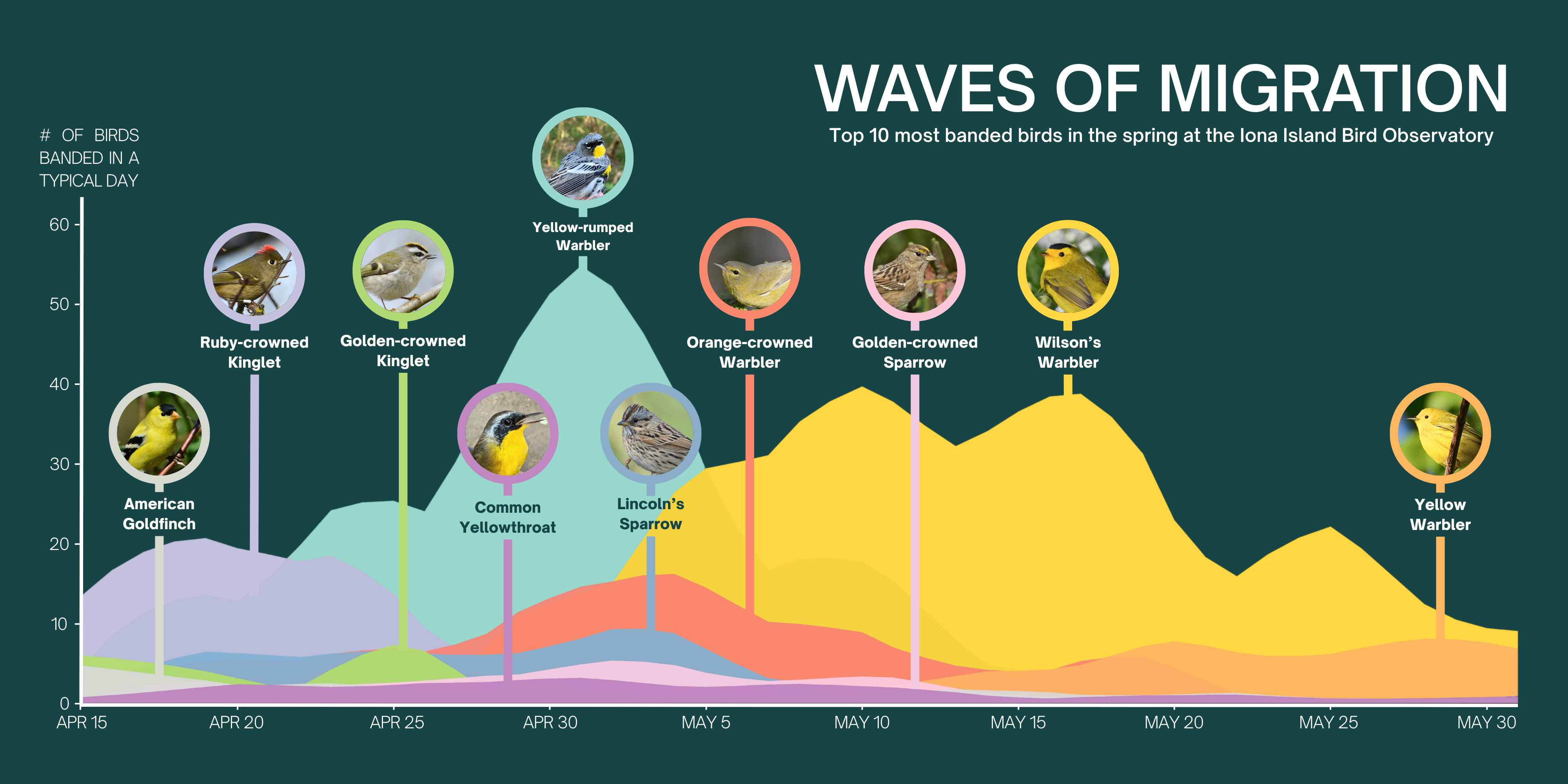 Top 10 most banded birds in the spring at the Iona Island Bird Observatory. Graph with curves of number of birds banded in a typical day by date in the spring monitoring season.