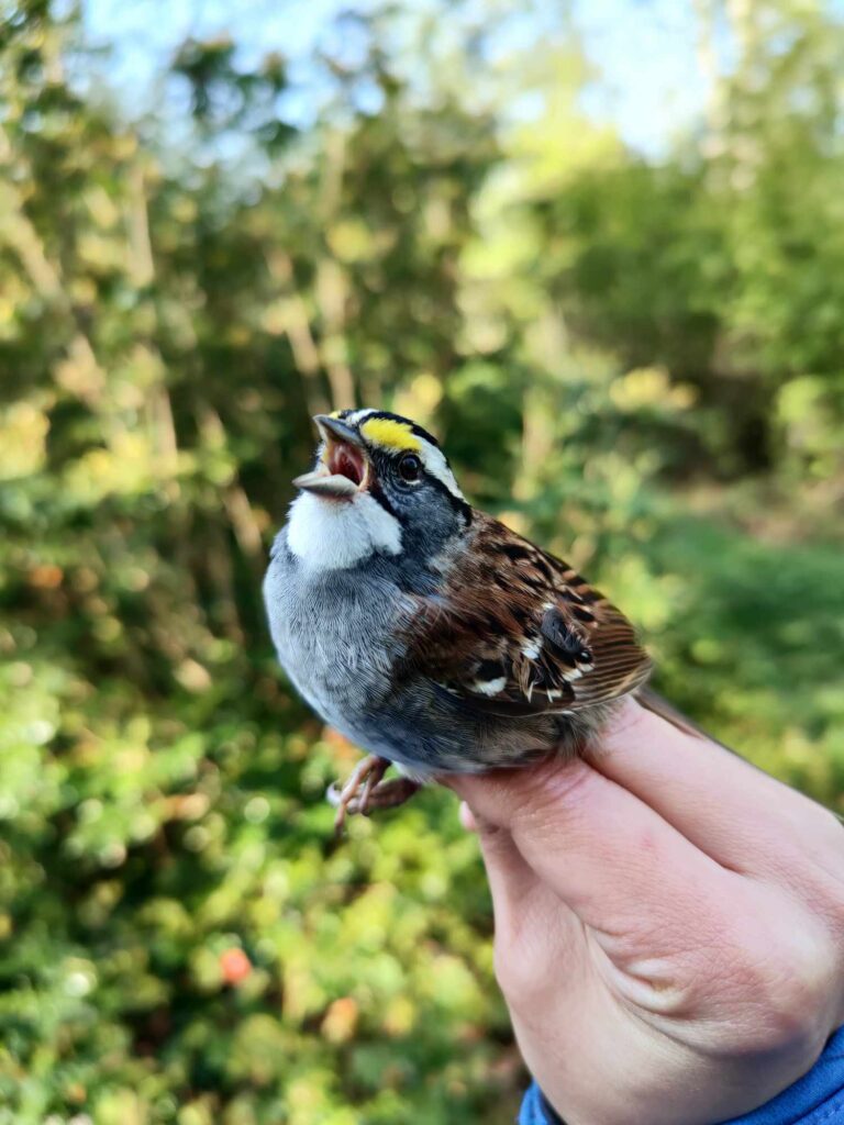 White throated sparrow in the hand. Photo credit: Angela Hansen